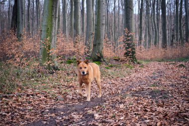 Kırmızı bir sonbahar ormanında kırmızı bir köpek. Orman yolunda bir melez..