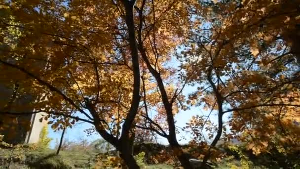 Fényes nap a leveleken keresztül ősszel — Stock videók