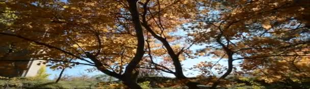 Fényes nap a leveleken keresztül ősszel, stabilizálódással — Stock videók