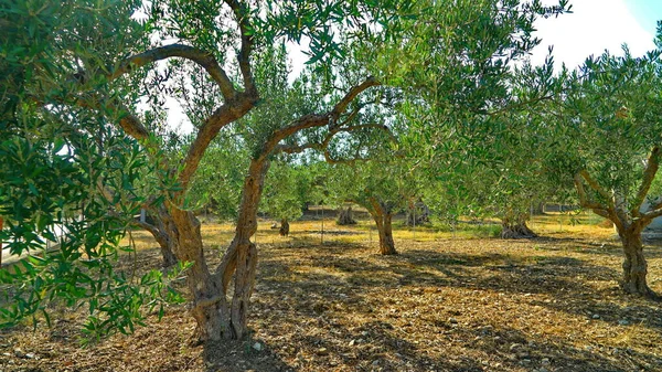 Olivos en la tierra de Sicilia — Foto de Stock