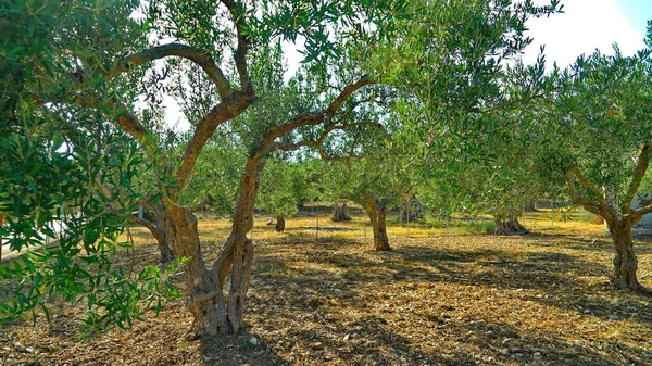 Oliveiras na terra da Sicília — Fotografia de Stock