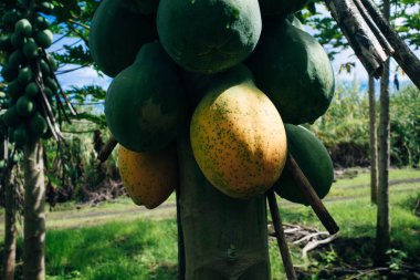 Meyveleri ağaçta olgunlaşmış bir papaya ağacının yakınında. Hawaii.