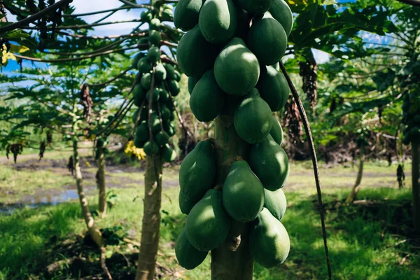 Primer Plano Árbol Papaya Cuyo Fruto Está Maduro Árbol Hawaii —  Fotos de Stock