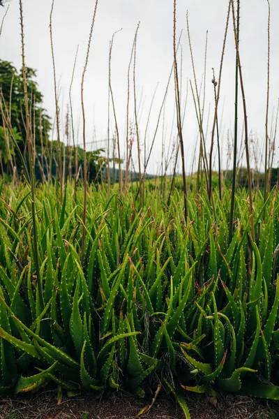 Aloe Vera Νωπά Φύλλα Αλόης Βέρα Κήπο Αγρόκτημα Φυσικό Φόντο — Φωτογραφία Αρχείου