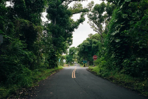 Hermosa Carretera Kalapana Con Dosel Árbol Ciclistas —  Fotos de Stock