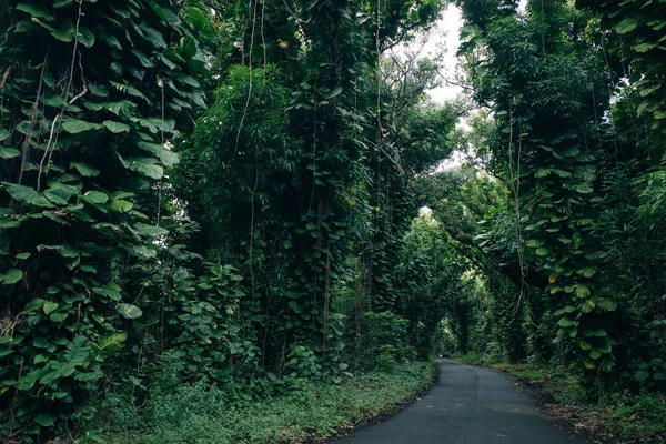 Hermosa Carretera Kalapana Con Dosel Árbol Ciclistas —  Fotos de Stock