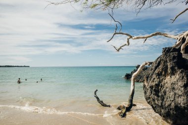 Beyaz kuru odun dalları 69. Plaj, Waialea, Büyük Ada 'daki lav kayalarına ulaşıyor.