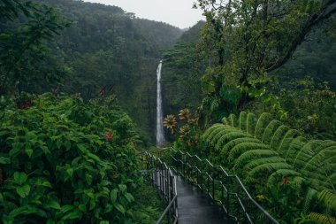 Hawaii 'nin Büyük Adası' ndaki Akaka Şelaleleri tropikal yağmur ormanlarında