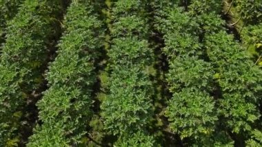 Hawaii, büyük bir adadaki Papaya çiftliğinin havası. 4K AERİAL video görüntüleri.