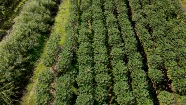 Aérea de una plantación de papaya en la isla grande, hawaii. Imágenes de vídeo de 4K AERIAL. — Vídeo de stock