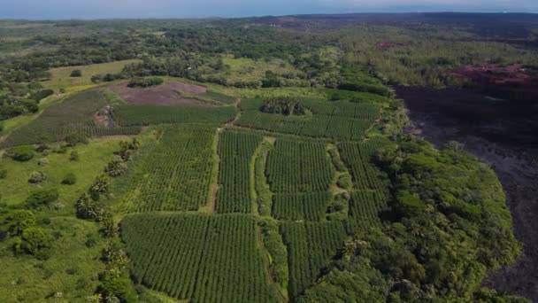 Aérea de una plantación de papaya en la isla grande, hawaii. Imágenes de vídeo de 4K AERIAL. — Vídeo de stock