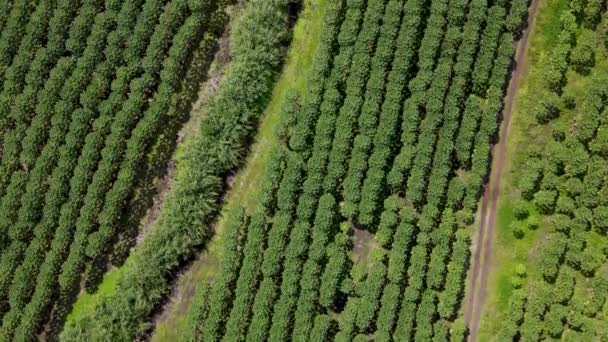 哈瓦伊岛上的一个木瓜种植园的空中。4K AERIAL video footage. — 图库视频影像