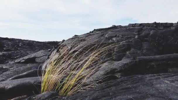 Planta crece de roca volcánica negra, soplando suavemente en el viento. HAWAII, LAVA — Vídeo de stock