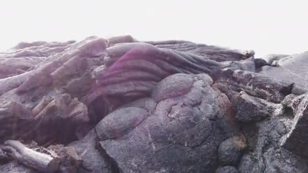 Pianta Cresce Dalla Roccia Vulcanica Nera Robusta Soffiando Delicatamente Nel — Video Stock