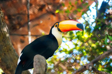 Tayland hayvanat bahçesindeki yağmur ormanlarında kestane gagalı Toucan. Yüksek kalite fotoğraf