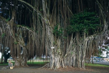 Banyan Drive is a tree-lined street at the shoreline of Hilo clipart