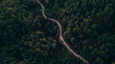 Ormanın arasındaki dar sokak, insansız hava aracı manzaralı. Yüksek kalite fotoğraf