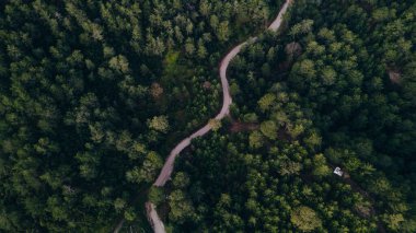 Ormanın arasındaki dar sokak, insansız hava aracı manzaralı. Yüksek kalite fotoğraf