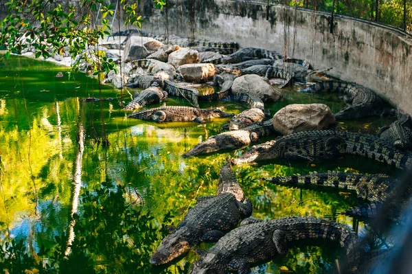 Many crocodile in the lake of the zoo ot thailand — Stock fotografie