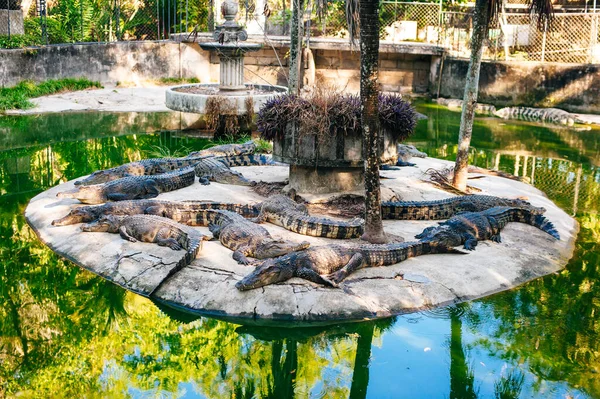 Many crocodile in the lake of the zoo ot thailand — Stock Fotó