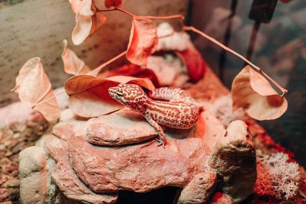 Leopard gecko lizard, close up macro. Eublepharis macularius — Stok fotoğraf