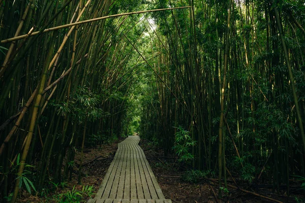 Caminho Através Densa Floresta Bambu Levando Famosas Cataratas Waimoku Trilha — Fotografia de Stock