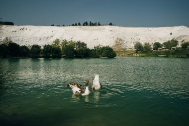 Ducks swimming in the lake. Pamukkale, Turkey-August 2019. Green Lake with an island in the center