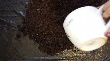 Kadın bahçıvan yeni çiçek saksısı ve ev bitkisi için saksı topluyor.