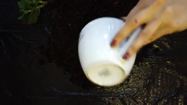 Mulher jardineiro potting nova planta e vaso de Repotting para planta da casa — Vídeo de Stock