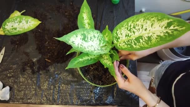 Mujer jardinero maceta nueva planta y maceta de replantación para la planta de la casa — Vídeos de Stock