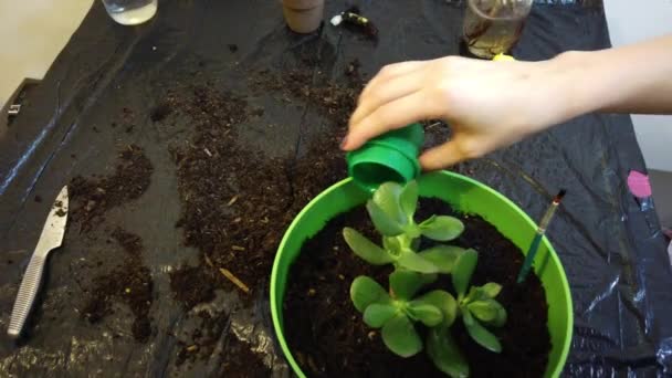 Kvinna trädgårdsmästare krukväxt ny växt och Repotting pott för House växt — Stockvideo