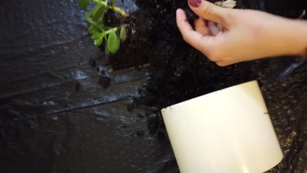 Gärtnerin topft neue Pflanze und Topf für Zimmerpflanze um — Stockvideo