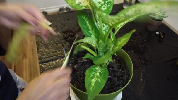 Femme jardinier mise en pot nouvelle usine et pot de rempotage pour plante maison — Video