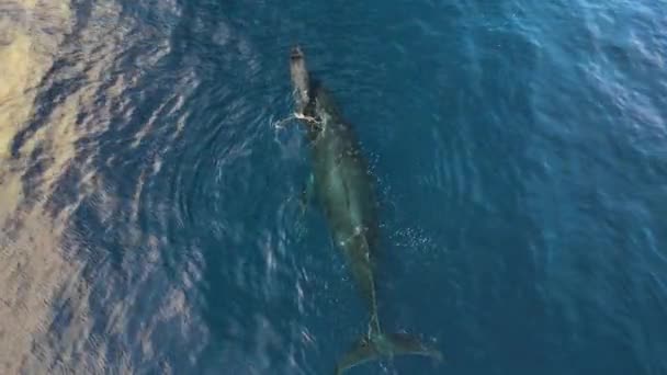 Légi felvétel egy anya és a baba púpos bálna úszás együtt, Hawaii — Stock videók