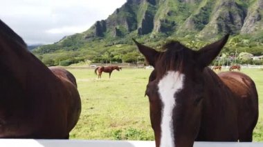 Kualoa 'daki atlar çiftliği, Oahu Adası, Hawaii.