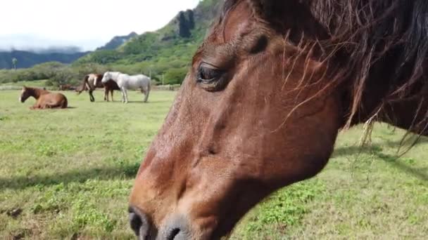 Paarden in Kualoa ranch, Oahu eiland, Hawaï. — Stockvideo