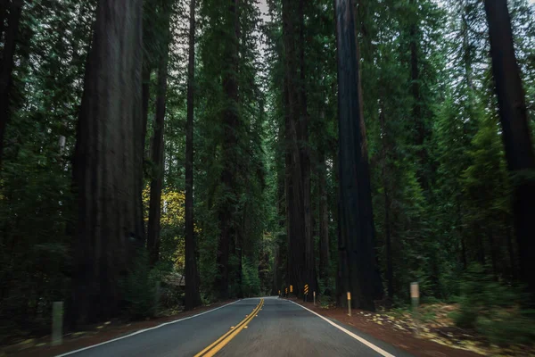 Sekoya Nın Içinden Geçen Sequoia Ulusal Parkı Yolu Kaliforniya Birleşik — Stok fotoğraf