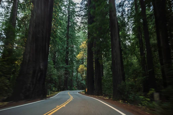 Sequoia National Park Road Przez Sekwoje Kalifornia Stany Zjednoczone Wysokiej — Zdjęcie stockowe