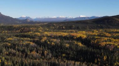 Denali Milli Parkı 'ndaki Noel ağaçlarının havadan görünüşü