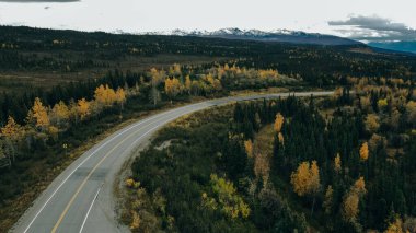 Denali Ulusal Parkı 'ndaki Noel ağaçlarının havadan görünüşü. Yüksek kalite 4k görüntü