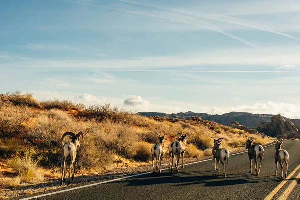 Cabras Selvagens Caminham Deserto Vale Fogo Nevada Eua Foto Alta — Fotografia de Stock
