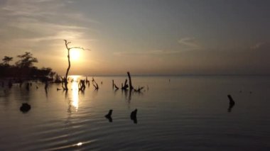 Meksika 'nın Karayip Denizi' ndeki Holbox Adası 'nda Maya Riviera palmiye ağaçları plaj günbatımı. Yüksek kalite 4k görüntü