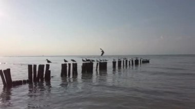 Meksika 'nın Karayip Denizi' ndeki Holbox Adası 'nda Maya Riviera palmiye ağaçları plaj günbatımı. Yüksek kalite 4k görüntü