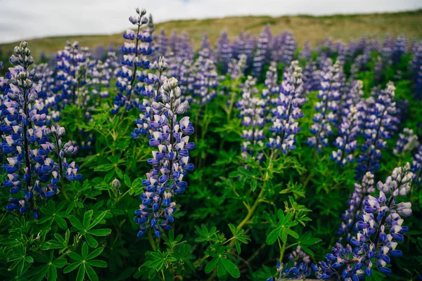 Paysage Typique Islande Avec Champ Fleurs Lupin Heure Été Photo — Photo