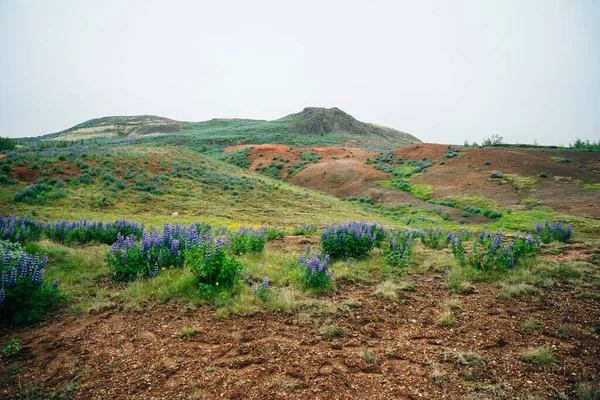 Paysage Typique Islande Avec Champ Fleurs Lupin Heure Été Photo — Photo