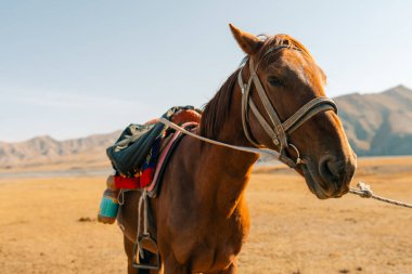 Kurumduk valley, Naryn province, Kyrgyzstan, Central Asia. High quality photo