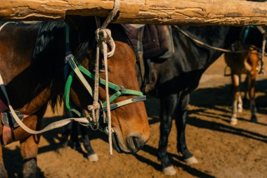 Kurumduk valley, Naryn province, Kyrgyzstan, Central Asia. High quality photo