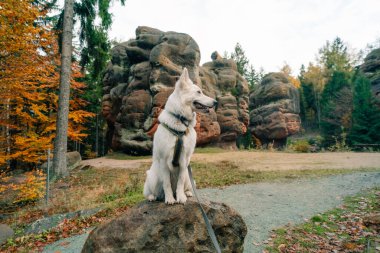 Zittau Dağları Kelchstein, Almanya 'da İsviçre Çoban Köpeği. Yüksek kalite fotoğraf. Yüksek kalite fotoğraf
