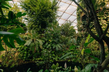 Leipzig, Almanya - 2 Aralık 2025 Leipzig Hayvanat Bahçesi Tropikal Yağmur Ormanları Gondwanaland serasında. Yüksek kalite fotoğraf