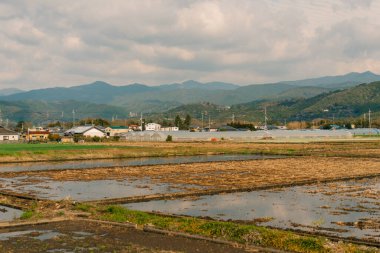 Japonya 'daki Shikoku adasındaki pirinç tarlaları. Yüksek kalite fotoğraf